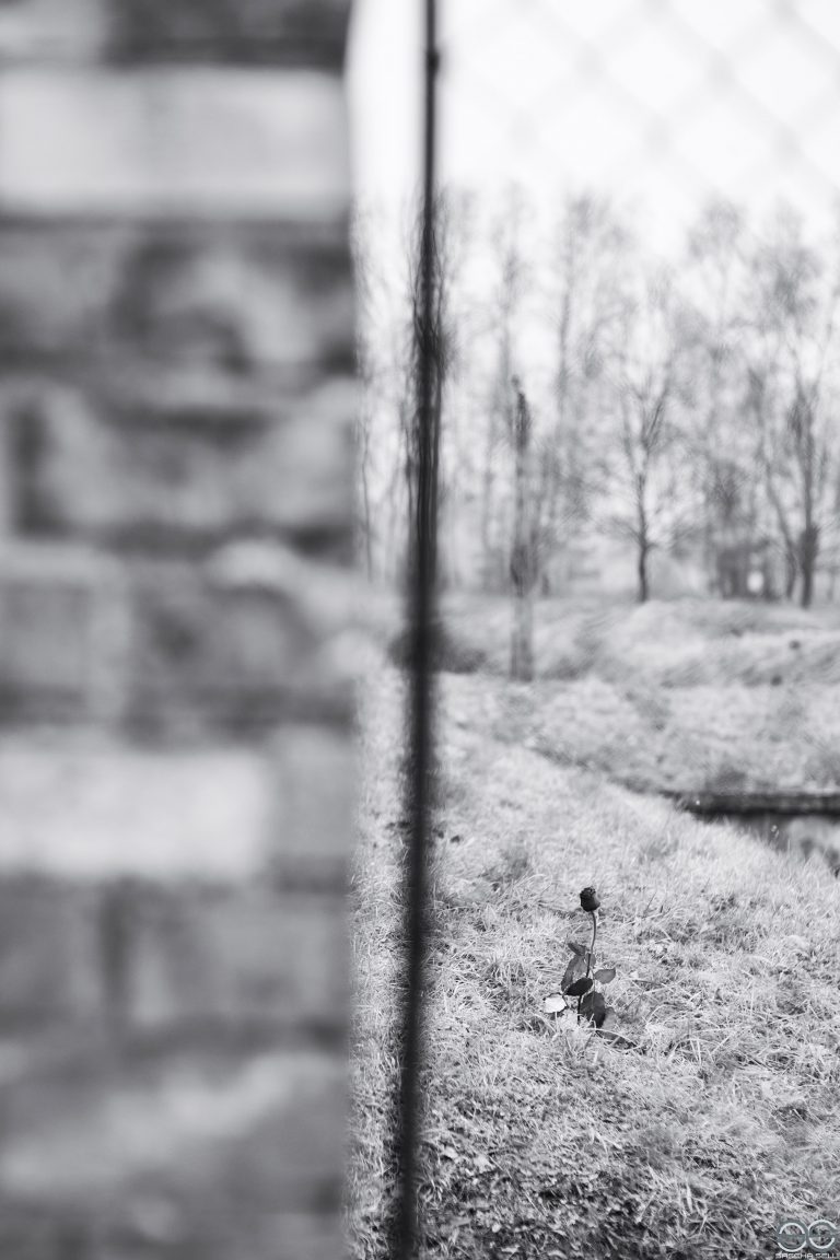 A single rose at Birkenau, Auschwitz II