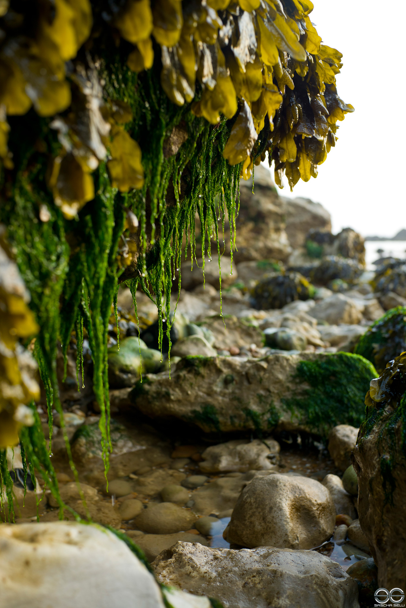 Seagrass