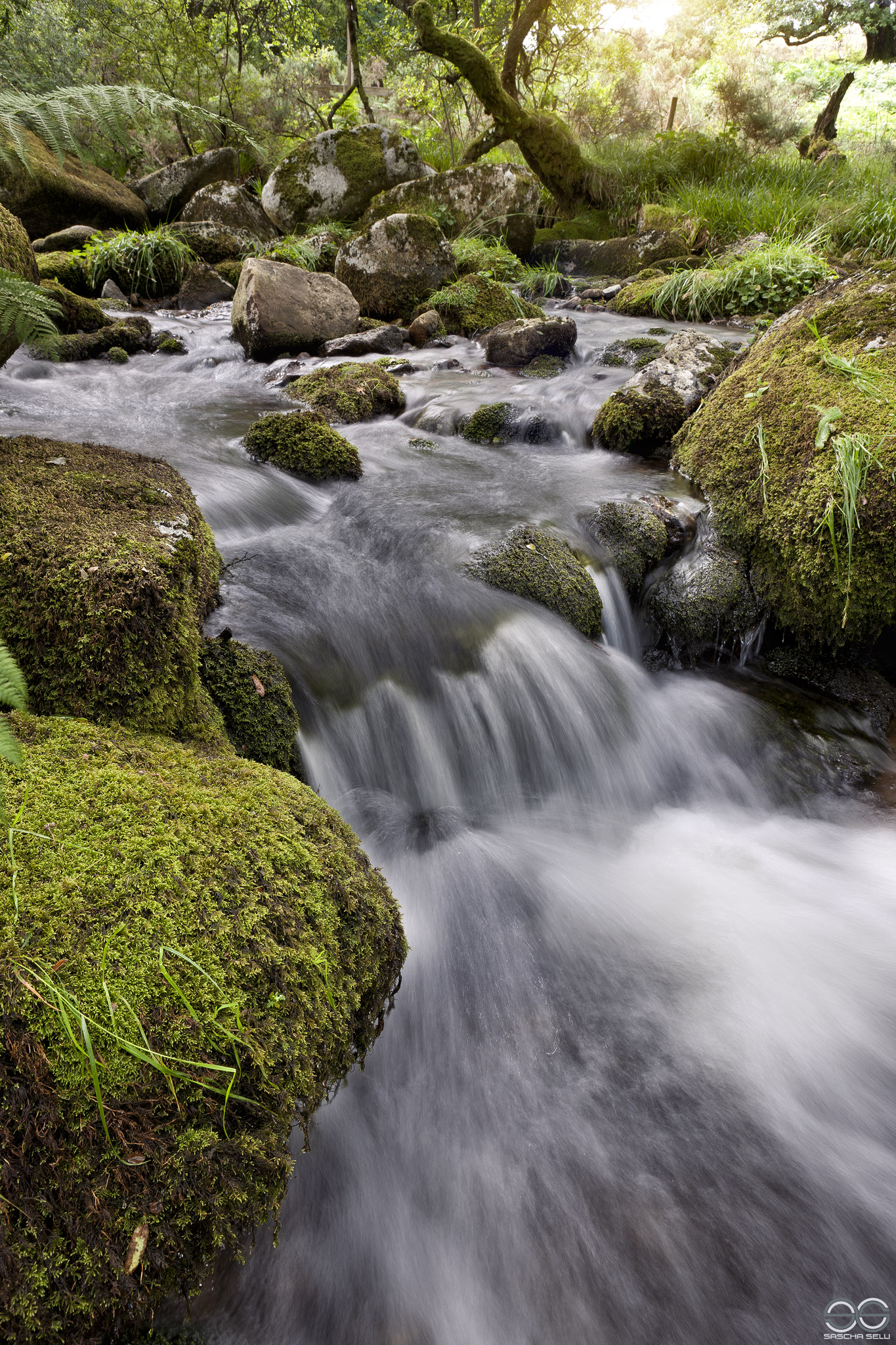 O Brook near River Dart