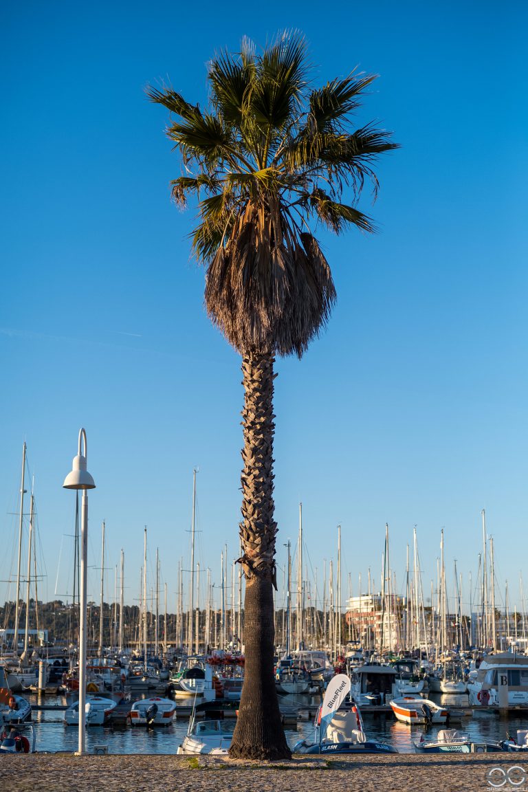 Palmtree, Passeio dos Descobrimentos, Lagos