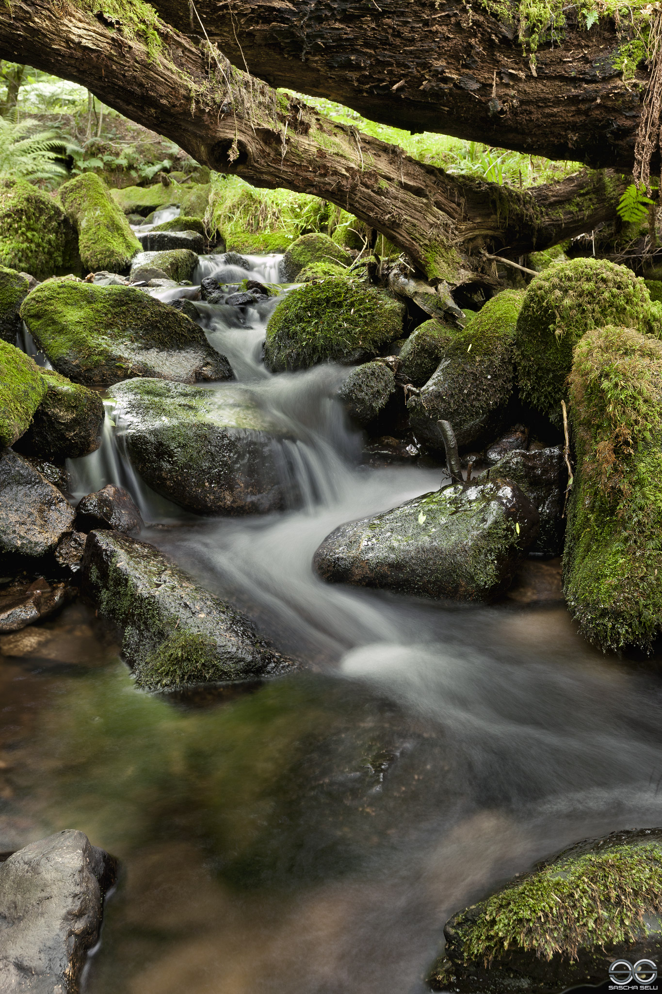 River Meavy Burrator Wood