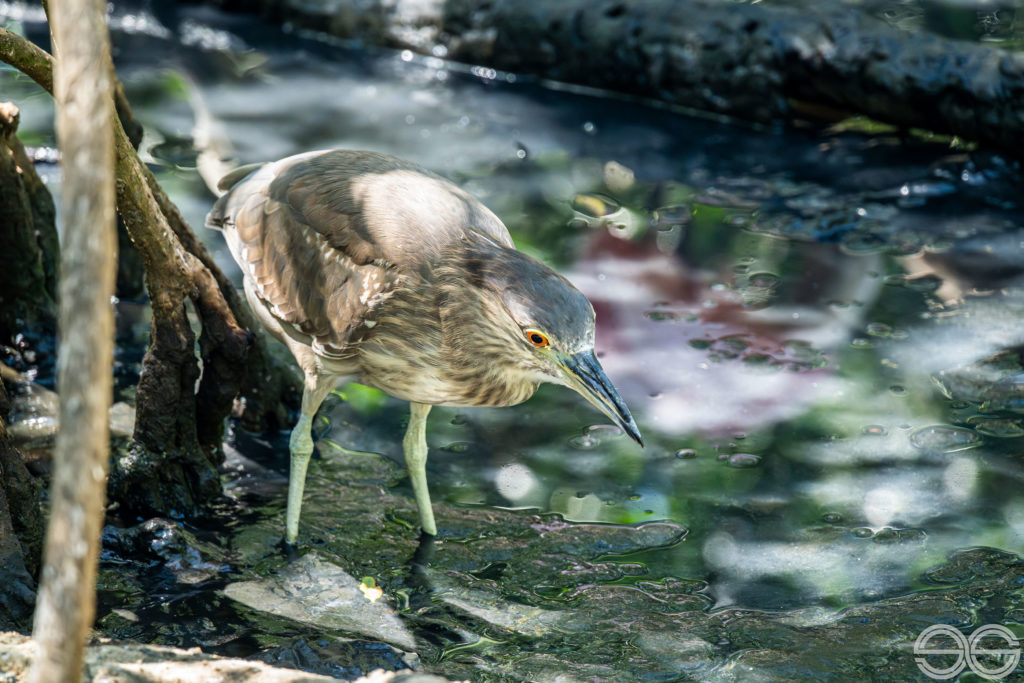 Black-crowned-night-heron-(Nycticorax-nycticorax),-Aviario-Nacional-de-Colombia,-Vía-Baru,-Province-of-Cartagena,-Bolívar,-Colombia23